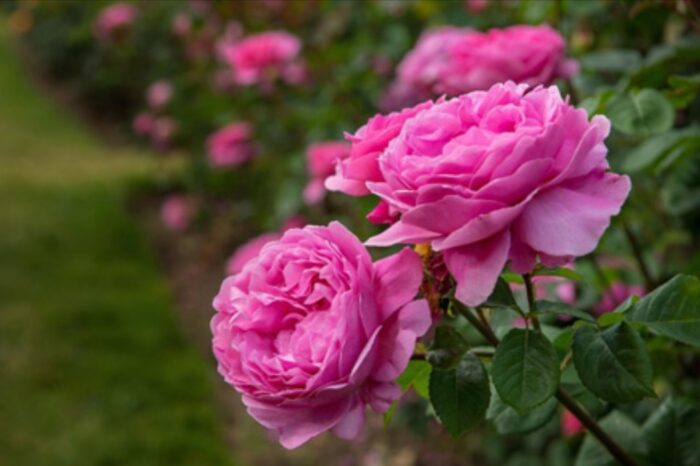 گلابگیری نیاسر