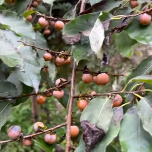 نارنجستان به بلیران